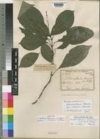 Lectotype of Pseuderanthemum lindaui (C.B.Clarke) Vollesen [family ACANTHACEAE]