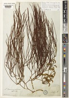 Lycopodium casuarinoides Spring [family LYCOPODIACEAE]