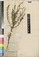 Type of Hebenstretia angolensis Rolfe [family SCROPHULARIACEAE]