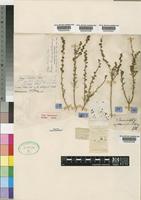 Type of Selago welwitschii Rolfe var. holubii (Rolfe) Brenan [family SCROPHULARIACEAE]