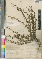 Seddera suffruticosa (Schinz) Hallier f. var. suffruticosa [family CONVOLVULACEAE]