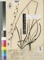 Type of Eulophia sabulosa Schltr. [family ORCHIDACEAE]
