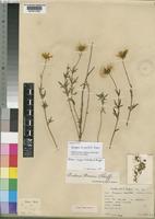 Holotype of Coreopsis tripartita M.B.Moss [family COMPOSITAE]