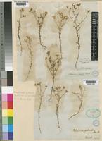 Polycarena gilioides Benth. [family SCROPHULARIACEAE]
