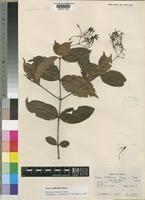Holotype of Ixora baldwinii Keay [family RUBIACEAE]