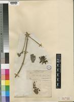 Type of Pavetta cooperi Harv. & Sond. [family RUBIACEAE]