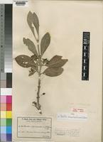 Pavetta schumanniana F.Hoffm. ex K.Schum. [family RUBIACEAE]