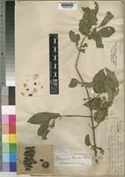 Vangueria randii S.Moore [family RUBIACEAE]
