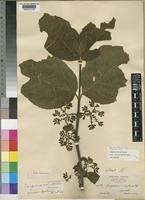 Vangueria infausta Burch. var. rotundata [family RUBIACEAE]