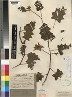 Type of Solanum acutilobatum Dammer [family SOLANACEAE]