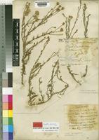 Isotype of Pegolettia senegalensis Cass. [family COMPOSITAE]