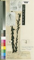 Type of Brachycorythis pleistophylla Rchb.f. [family ORCHIDACEAE]