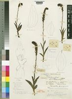 Schizochilus lepidus Summerh. [family ORCHIDACEAE]