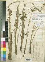Courtoisina cyperoides (Roxb.) Soják [family CYPERACEAE]