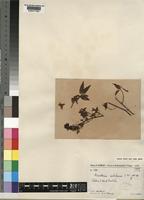 Type of Microsteira ivohibensis Arènes [family MALPIGHIACEAE]