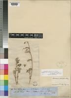 Holotype of Monsonia senegalensis Guill. & Perr. var. hirsutissima Harv. [family GERANIACEAE]