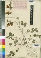 Bauhinia natalensis Oliv. ex Hook. [family LEGUMINOSAE-CAESALPINIOIDEAE]