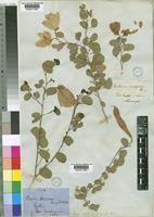 Bauhinia tomentosa L. [family LEGUMINOSAE-CAESALPINIOIDEAE]
