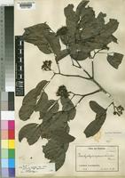 Isotype of Brachystegia cynometroides Harms [family LEGUMINOSAE-CAESALPINIOIDEAE]
