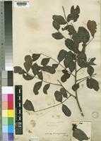 Schotia brachypetala Sond. [family LEGUMINOSAE-CAESALPINIOIDEAE]