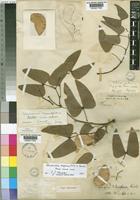 Colophospermum mopane (J,Kirk ex Benth.) J.Kirk ex J.Léonard [family LEGUMINOSAE-CAESALPINIOIDEAE]