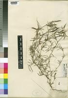 Type of Vicia pectinata Lowe [family LEGUMINOSAE-PAPILIONOIDEAE]