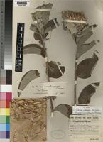 Isotype of Centaurea imatongensis Philipson [family COMPOSITAE]