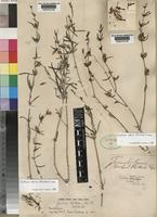 Justicia odora (Forssk.) Vahl [family ACANTHACEAE]