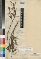 Syntype of Justicia crassiradix C.B.Clarke var. hispida C.B.Clarke [family ACANTHACEAE]