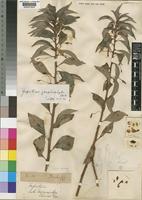 Impatiens gomphophylla Baker [family BALSAMINACEAE]