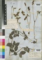 Eriosema parviflorum E.Mey. subsp. parviflorum [family LEGUMINOSAE-PAPILIONOIDEAE]