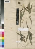 Isosyntype of Eriosema shirense Baker f. [family LEGUMINOSAE-PAPILIONOIDEAE]