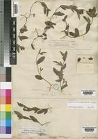 Eriosema procumbens Benth. ex Baker [family LEGUMINOSAE-PAPILIONOIDEAE]
