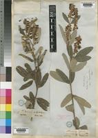 Eriosema psoraleoides (Lam.) G.Don [family LEGUMINOSAE-PAPILIONOIDEAE]