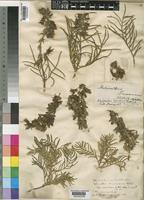 Melianthus pectinatus Harv. [family MELIANTHACEAE]