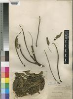 Bersama abyssinica Fresen. subsp. paullinioides (Planch.) Verdc. [family MELIANTHACEAE]