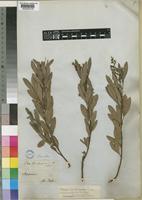 Rhus magalismontana Sond. subsp. magalismontana [family ANACARDIACEAE]