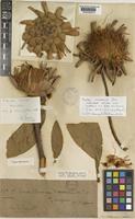 Holotype of Protea elliottii C.H.Wright [family PROTEACEAE]