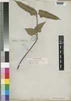Isolectotype of Asplenium prionitis Kunze [family ASPLENIACEAE]