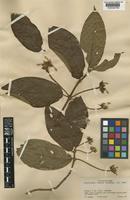 Guettarda comata Standl. [family RUBIACEAE]