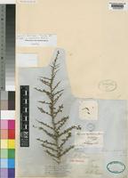 Type of Lycium oxycladum Miers [family SOLANACEAE]