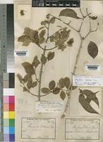 Type of Strychnos volkensii Gilg ex Engl. [family LOGANIACEAE]