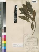 Lectotype of Nuxia volkensii Gilg [family BUDDLEJACEAE]
