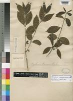 Holotype of Strychnos baroni Baker [family LOGANIACEAE]