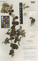 Isotype of Banisteriopsis harleyi B.Gates [family MALPIGHIACEAE]