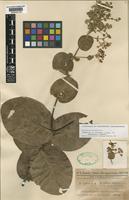 Isolectotype of Banisteria latifolia A.Juss. var. paraguariensis Nied. [family MALPIGHIACEAE]