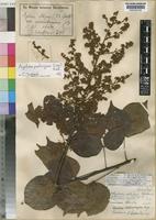 Type of Agelaea setulosa G.Schellenb. [family CONNARACEAE]