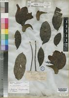 Isotype of Spathodea campanulata P.Beauv. [family BIGNONIACEAE]
