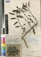 Syntype of Pedaliodiscus macrocarpus Ihlenf. [family PEDALIACEAE]