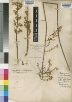 Type of Plectranthus floribundus N.E.Br. var. longipes N.E.Br. [family LABIATAE]